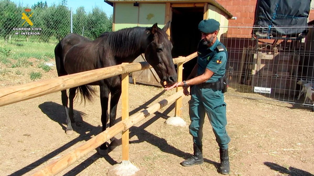 El Seprona encuentra un caballo herido en La Rioja