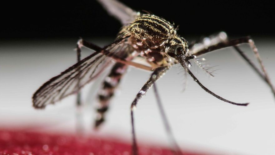 Detectado un nuevo ejemplar de mosquito 'Aedes' en el aeropuerto de Tenerife sur