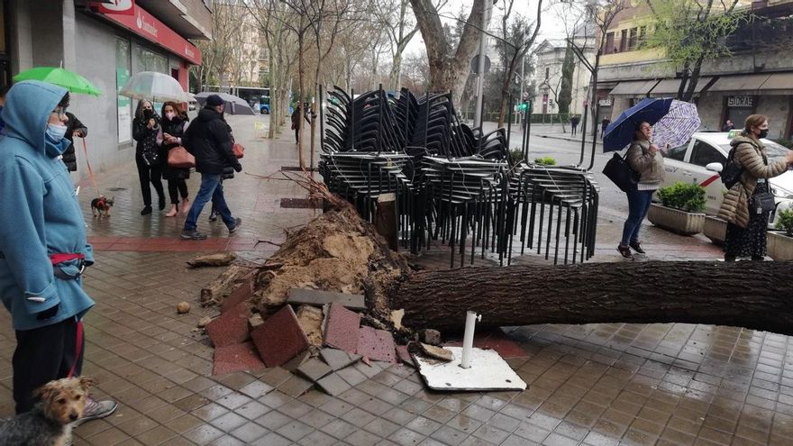 Parte del árbol caído en el paseo de la Florida, junto a la terraza