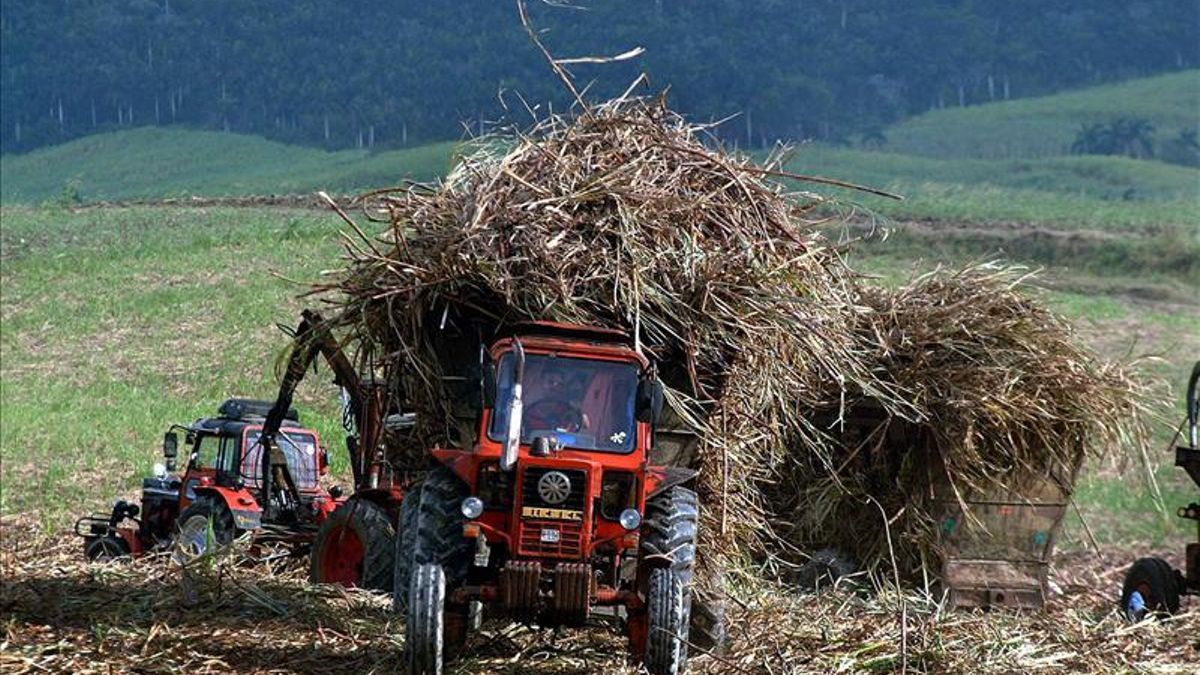 La cosecha azucarera cubana acumula un 53 por ciento de la producción del plan, pero con atrasos