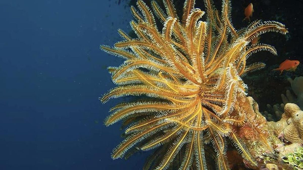 La anatomía conserva rasgos que no aparecen en especies actuales