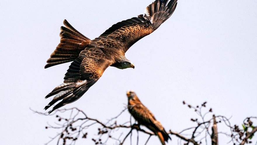 El milano real curado en Extremadura y que volvió a su nido en Alemania