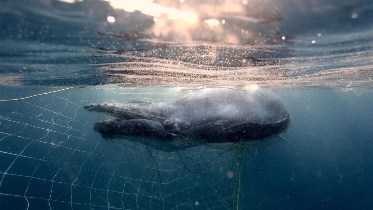 Un estudio de la US justifica la llegada de ballenas jorobadas al Mediterráneo en la búsqueda de alimento