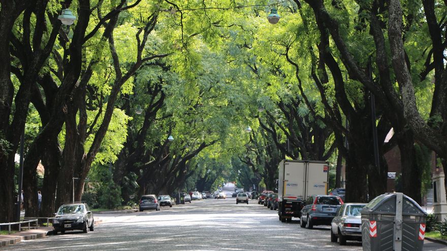 Calle arbolada en Belgrano.