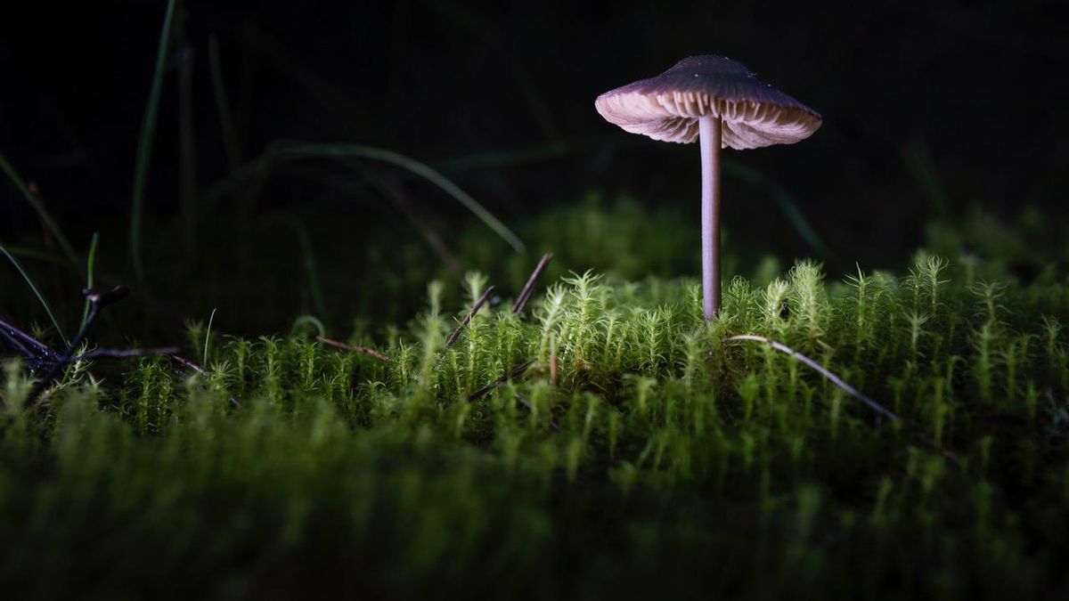 Un ejemplar de ‘Mycena pura’, venenosa porque contiene muscarina.