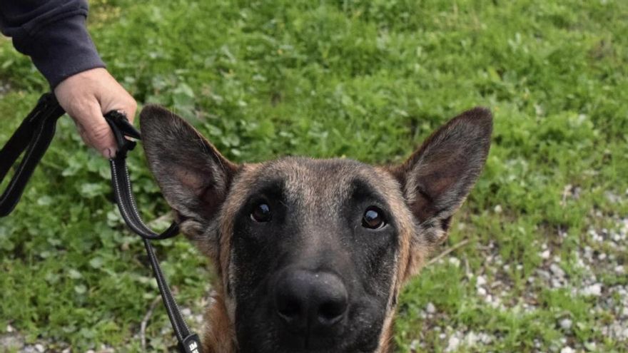 La fortaleza de Hulk, el perro que sobrevivió atado en un campo y que ahora busca familia