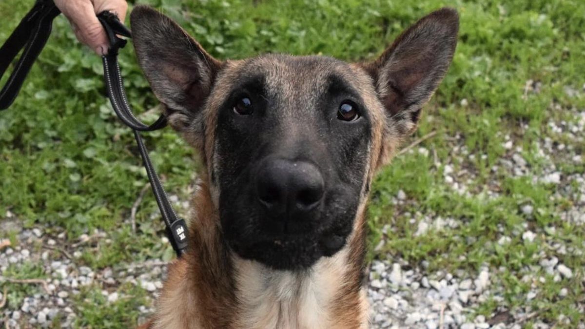 La fortaleza de Hulk, el perro que sobrevivió atado en un campo y que ahora busca familia