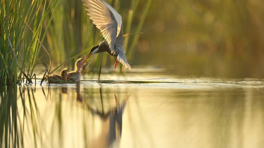 Aves en las marismas de Doñana.
