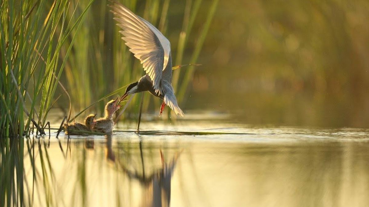 Más de 270 científicos rechazan el deslinde del Gobierno que niega que Doñana sea una marisma de agua dulce
