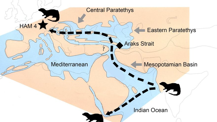 Esquema mostrando la dispersión de Vishnuonyx desde el subcontinente indio hacia África y Europa hace aproximadamente 13 Millones de años. La Estrella señala el yacimiento Hammerschmiede-4 donde aparecieron los restos.