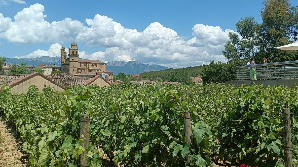 Viñedos en Rioja Alavesa.