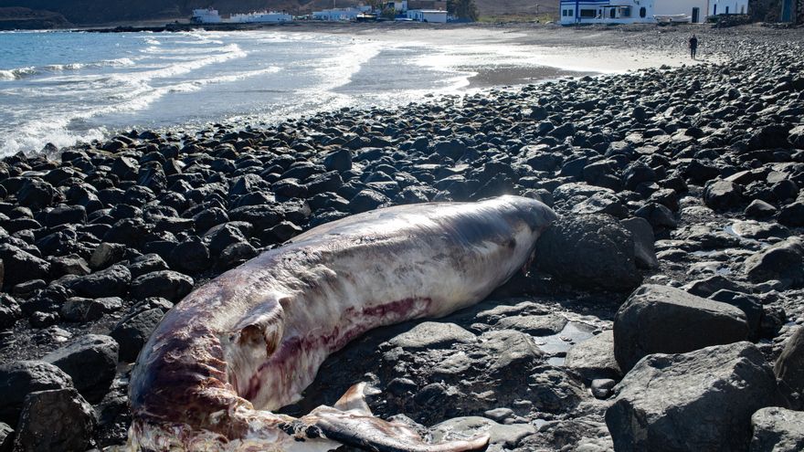 Localizado un zifio de cinco toneladas varado en una playa de Fuerteventura