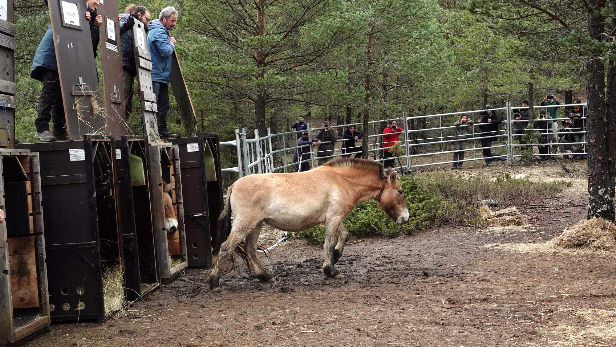 Ejemplar de caballo Prezewalski en la finca 'La Campana' de Checa (Guadalajara)