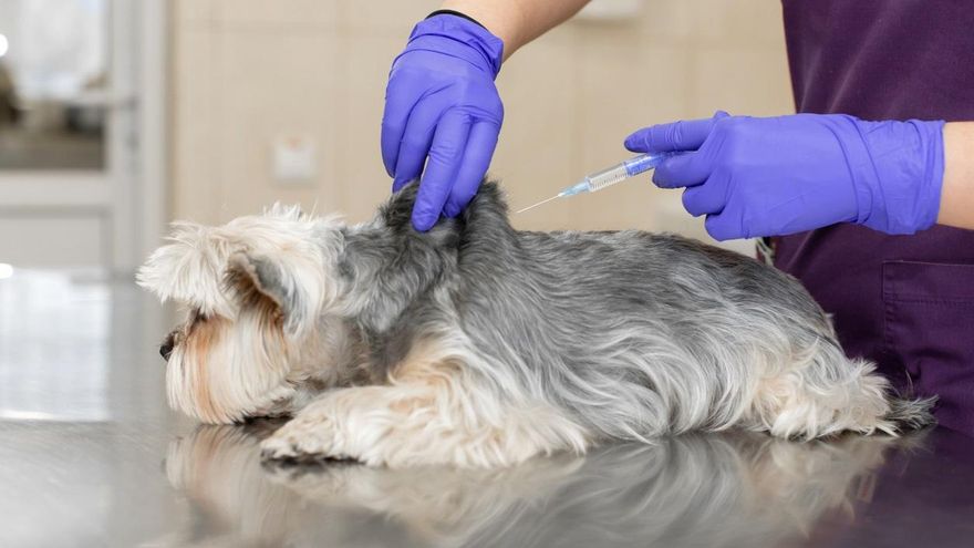 El Parlamento canario pide al Gobierno central que modifique o retire la norma de medicamentos veterinarios