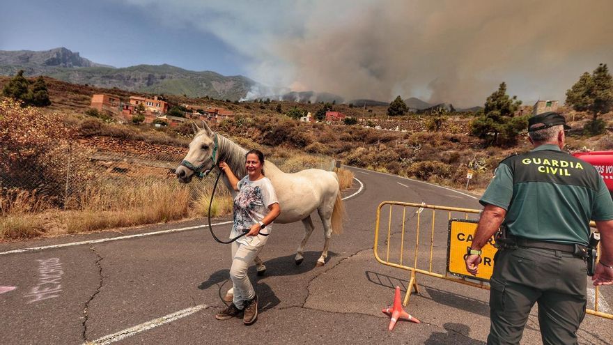Traslado de un caballo por el incendio forestal en Tenerife
