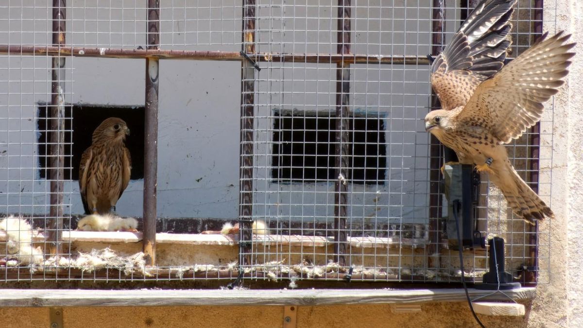 Una antigua estación de tren se convierte en el nuevo hogar del cernícalo primilla