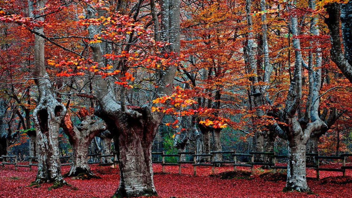 Parque natural del Gorbeia