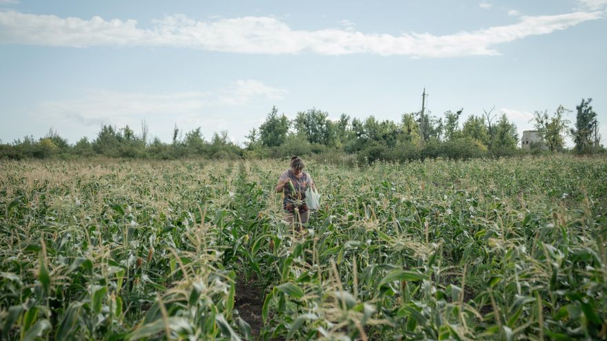 El grano que conecta la guerra de Ucrania con Israel: Kiev acusa a Tel Aviv de comprar cereal "robado" del Donbás