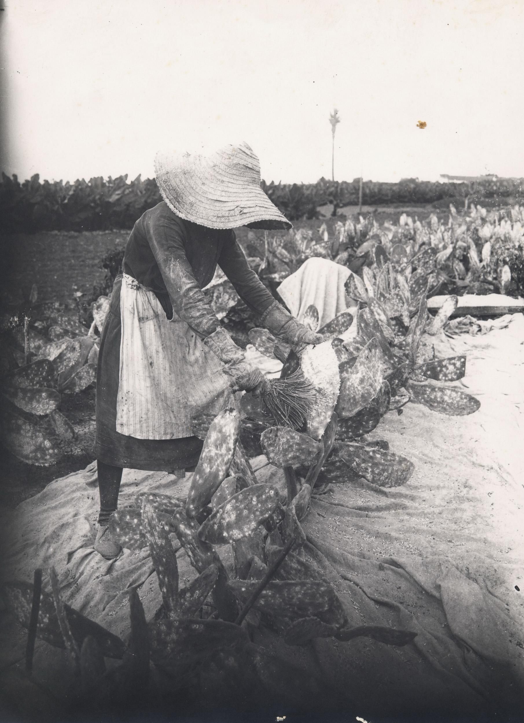 Fotos históricas de mujeres trabajadoras.(Cabildo de Gran Canaria)