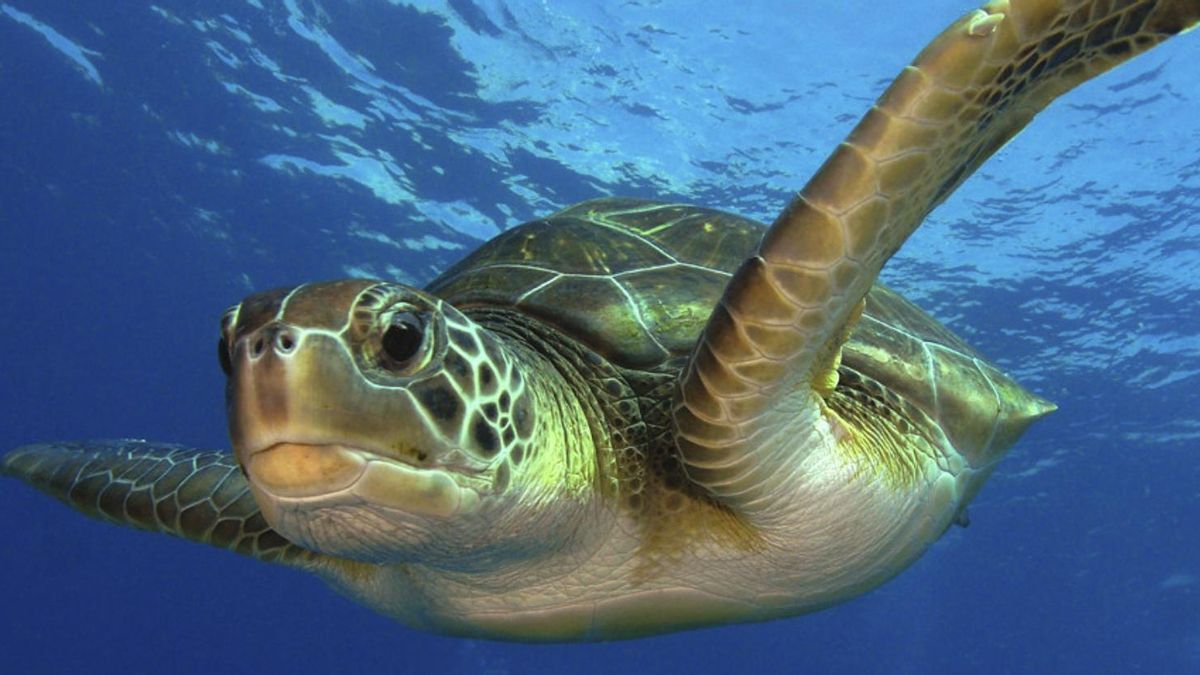 Varios ejemplares redujeron su avance en los mismos periodos, coincidiendo con mareas rojas y acumulaciones de algas