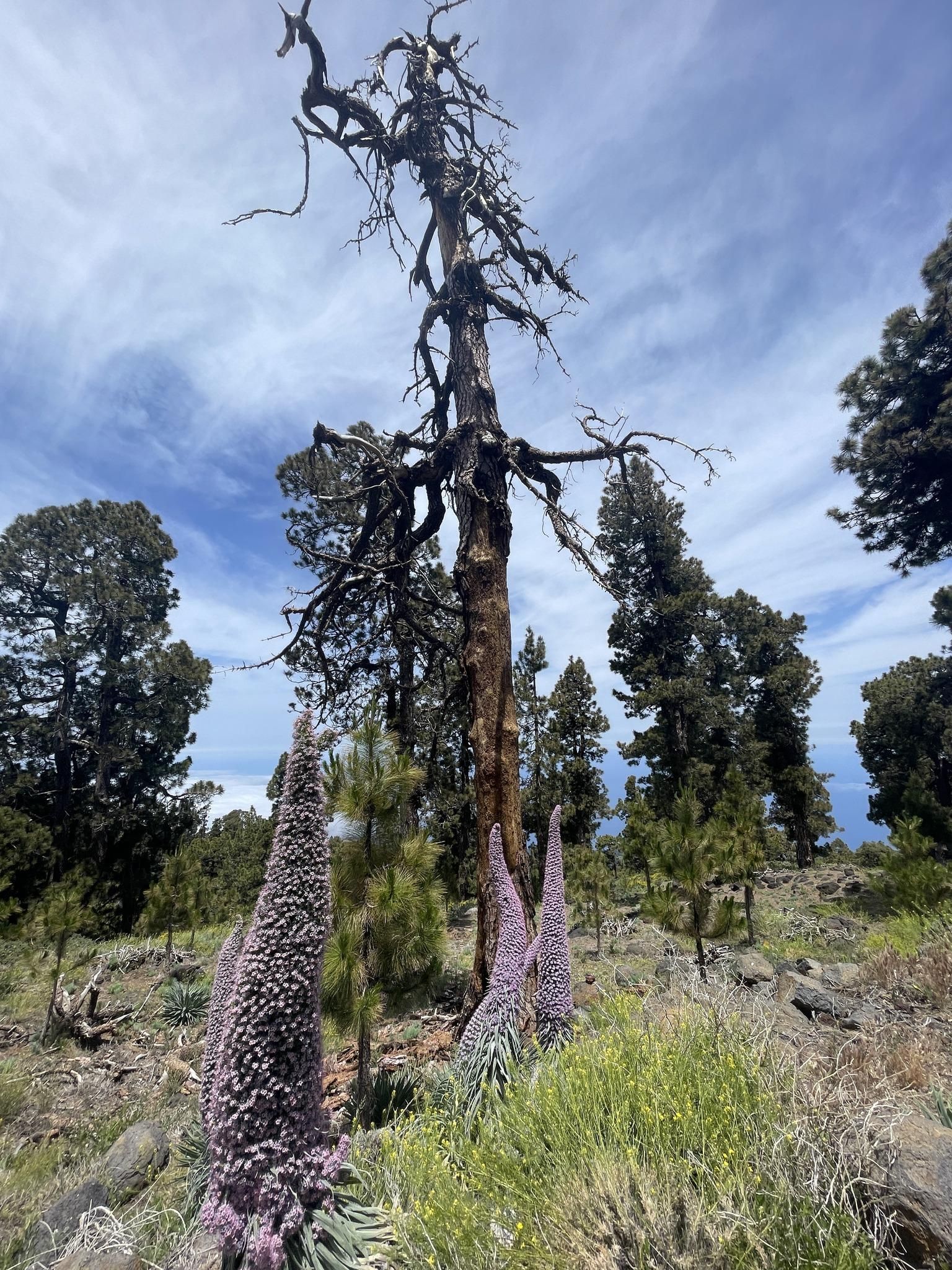Tajinastes rosados en plena floración, en las cumbres de La Palma,  junto al tronco de un pino canario que no ha podido resistir los daños ocasionados por un incendio forestal.