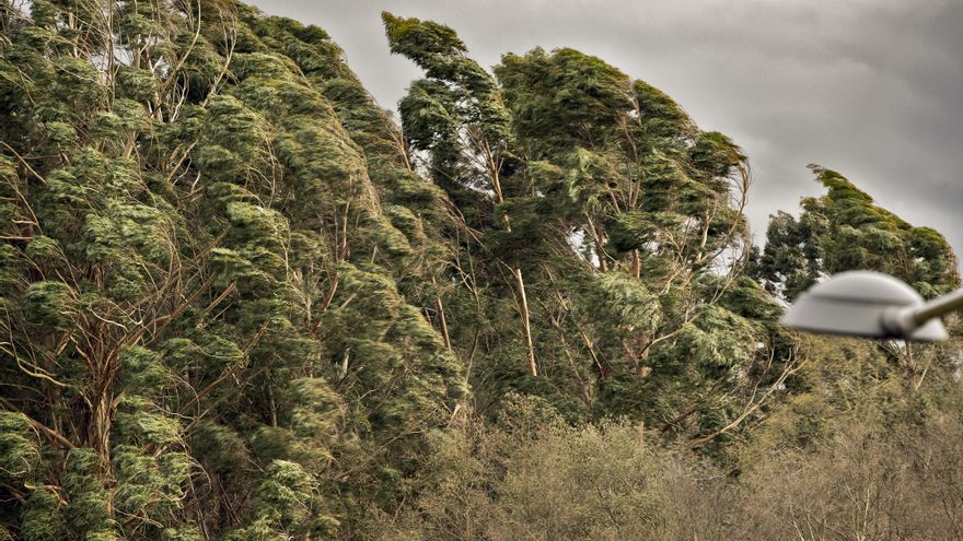 Uno de los árboles más comunes de España esconde un talento: puede detectar oro en el subsuelo