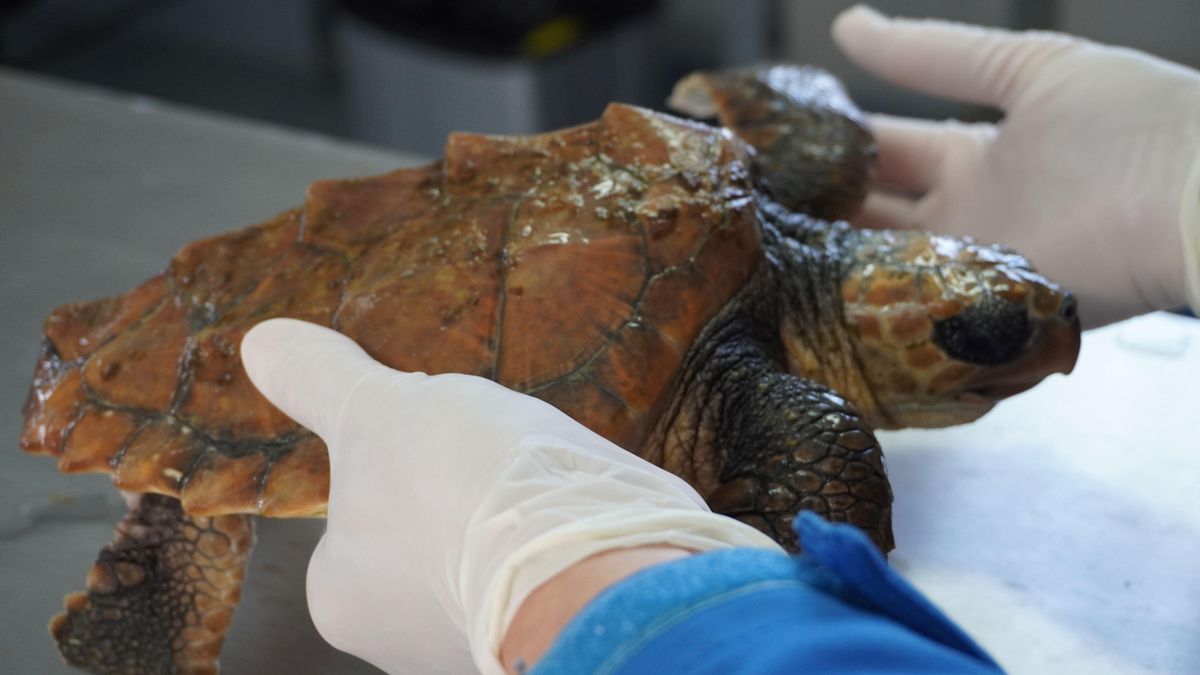 Tortuga recuperada en Crama Bioparc.