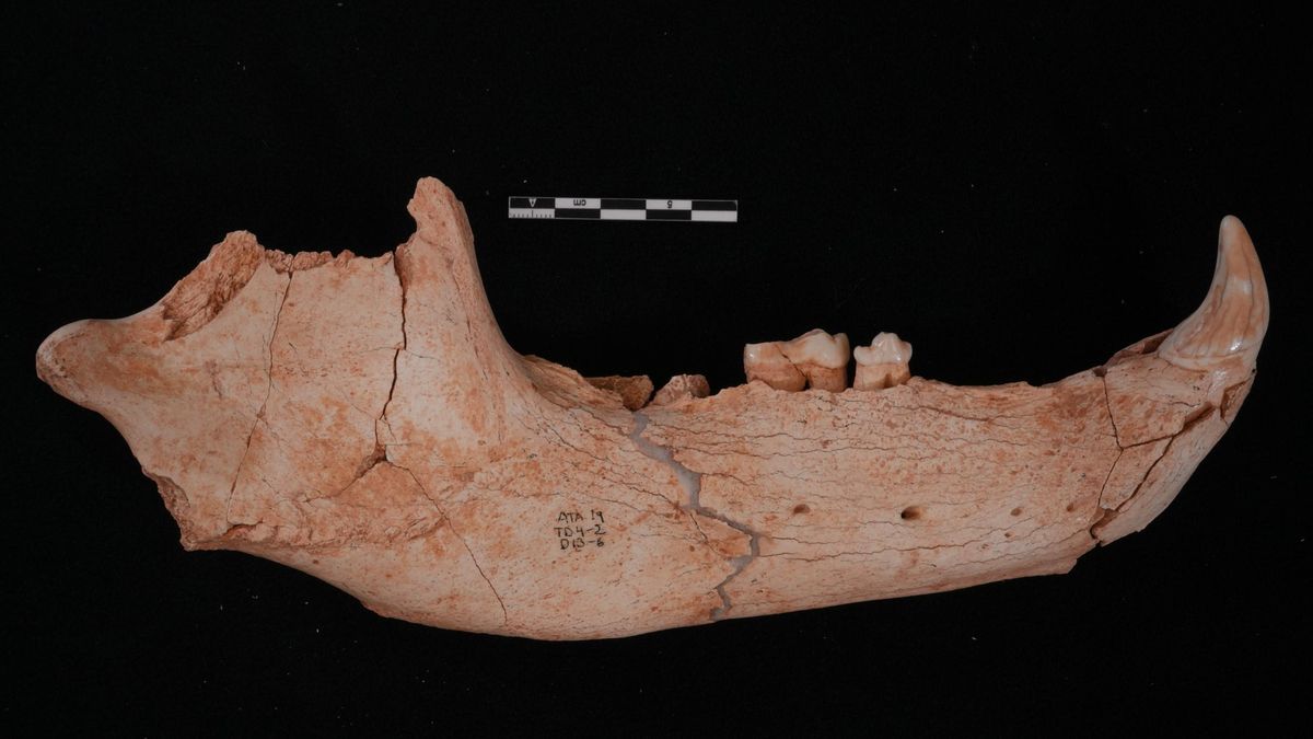 Las proteínas de los dientes reescriben la historia evolutiva de los osos de las cavernas de Atapuerca