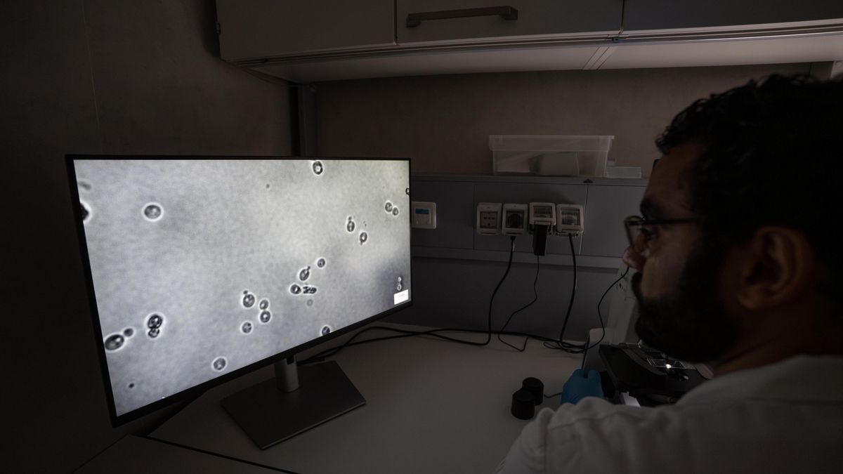 El microbiólogo Mohamed Sarhan examina las células de levadura bajo el microscopio.