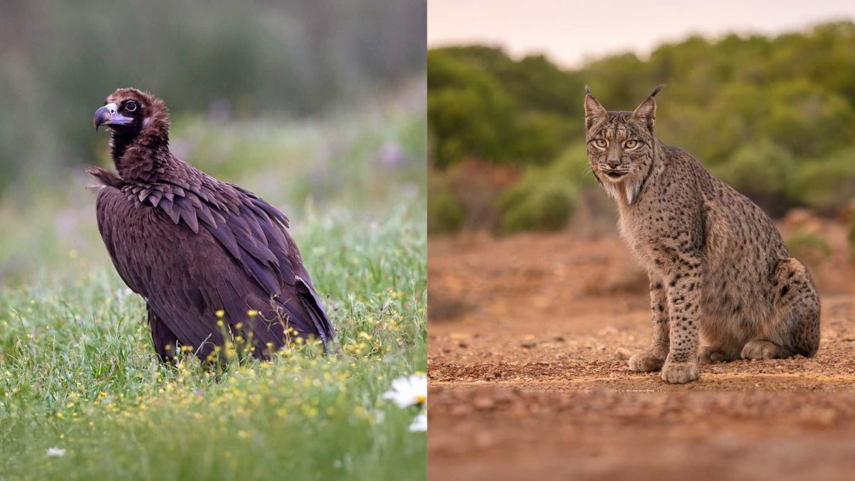 Fundación Endesa abre la convocatoria de su primera línea de ayudas a proyectos de biodiversidad.