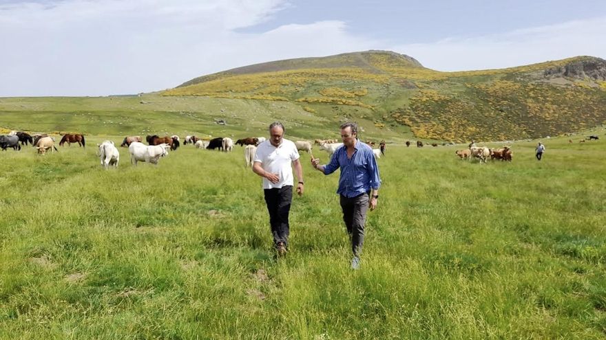 El consejero en la subida del ganado al puerto de Pineda.