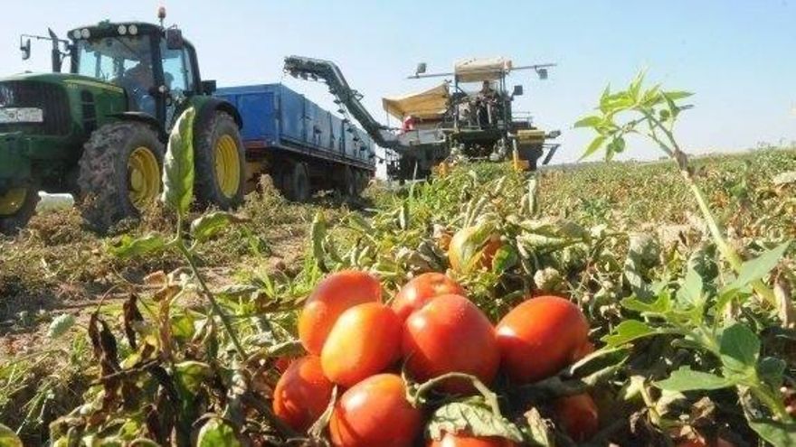 Extremadura amplía hasta las 21.000 las hectáreas de tomate para esta campaña