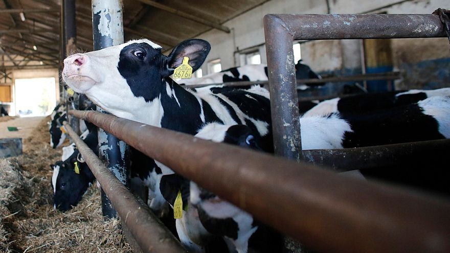 Brote de gripe aviar: ¿Está España en riesgo?