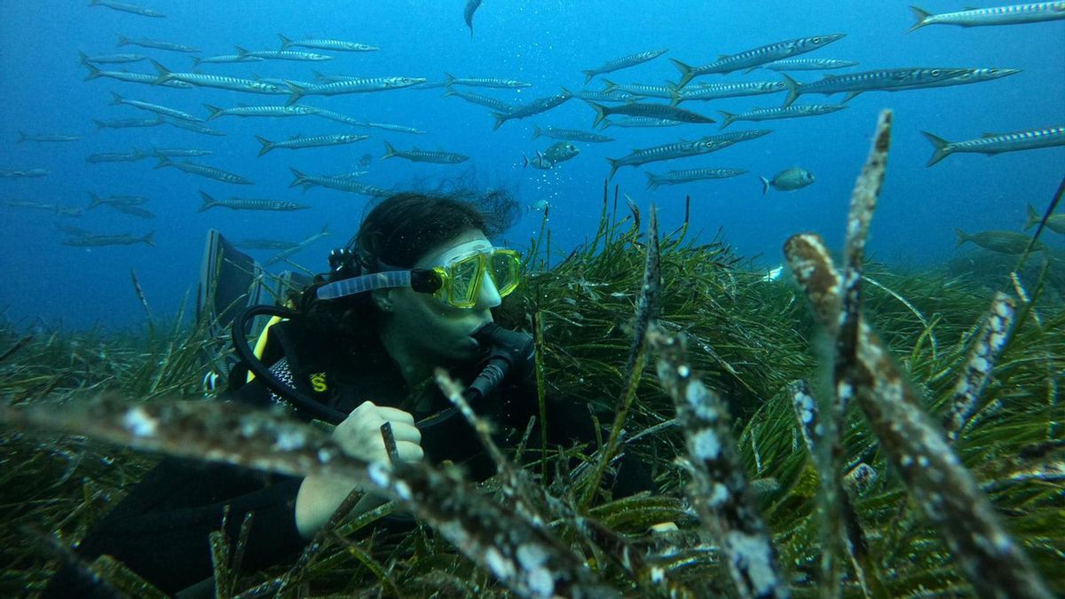 Smart Green Seas de LG