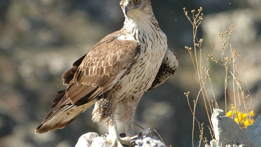 Un estudio recupera más de 1.200 registros de 59 especies amenazadas en España