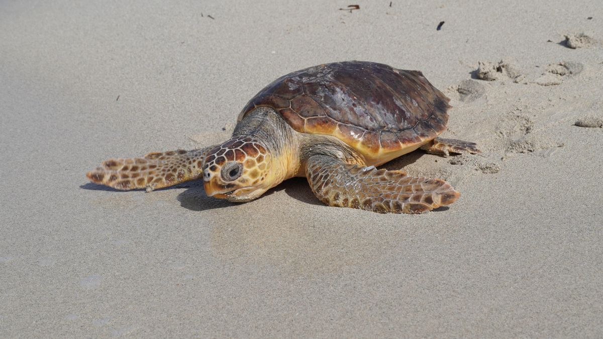 Una tortuga liberada en Es Trenc