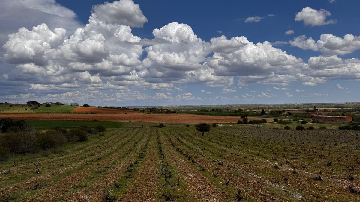 Viñedo de La Furgoneta que miraba al Órbigo.