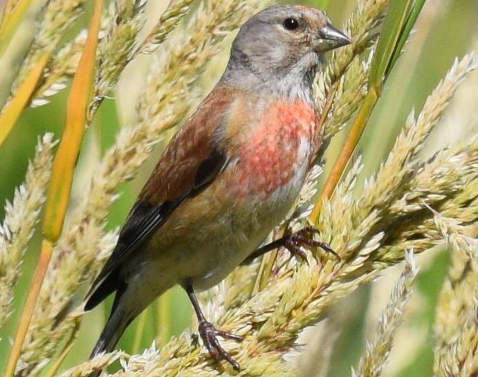 Ejemplar de pardillo.