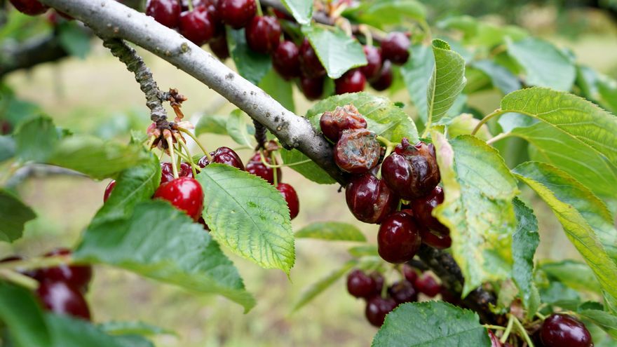 Los cereceros del Jerte salen a la calle para pedir un aumento de las ayudas
