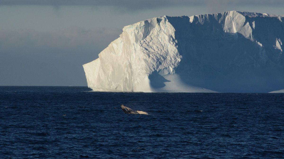 Se llaman A76, A23 y A68 pero no son autopistas sino los icebergs más grandes del mundo