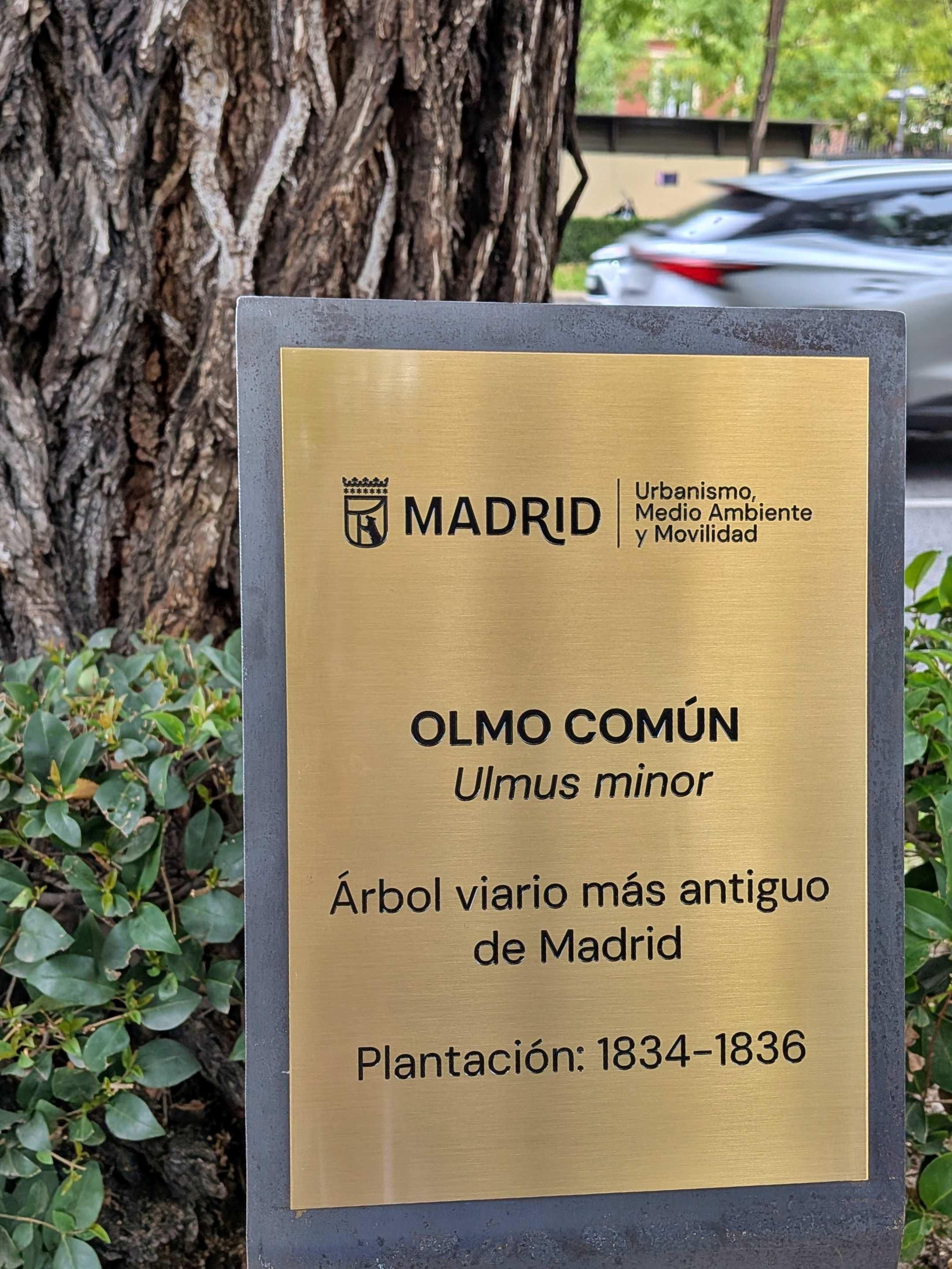 Placa municipal colocada en el lugar donde se encuentra el olmo casi bicentenario