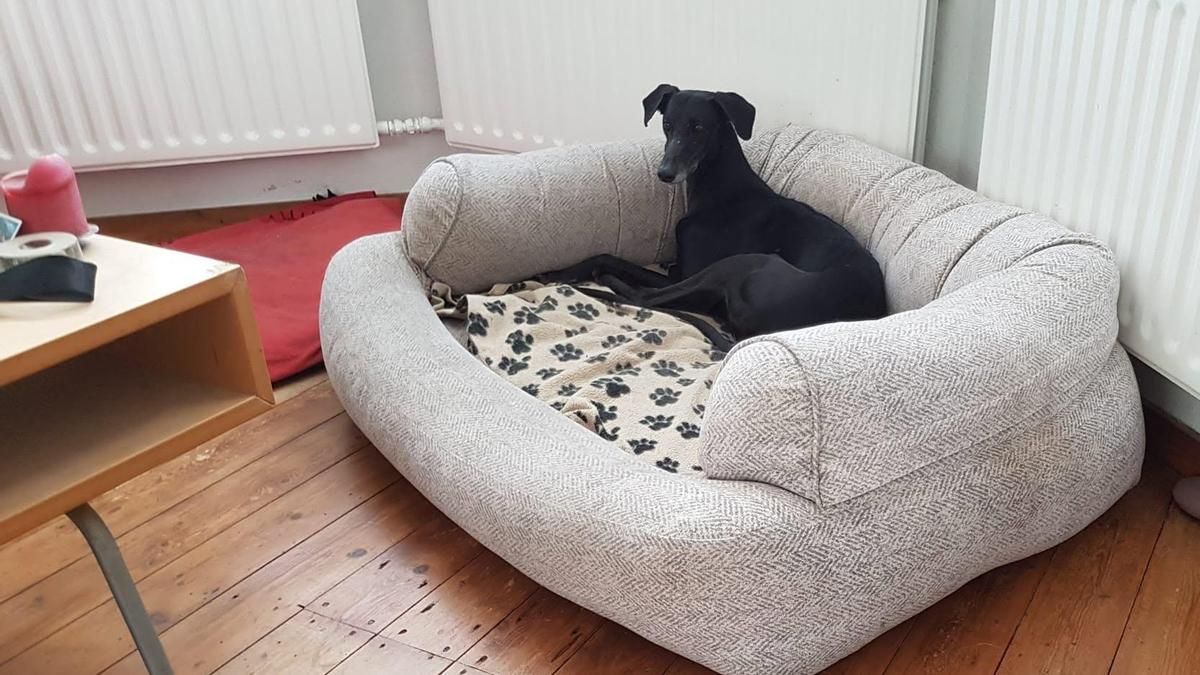 La galga Kaiba, adoptada en Alemania | GALGOS DEL SUR