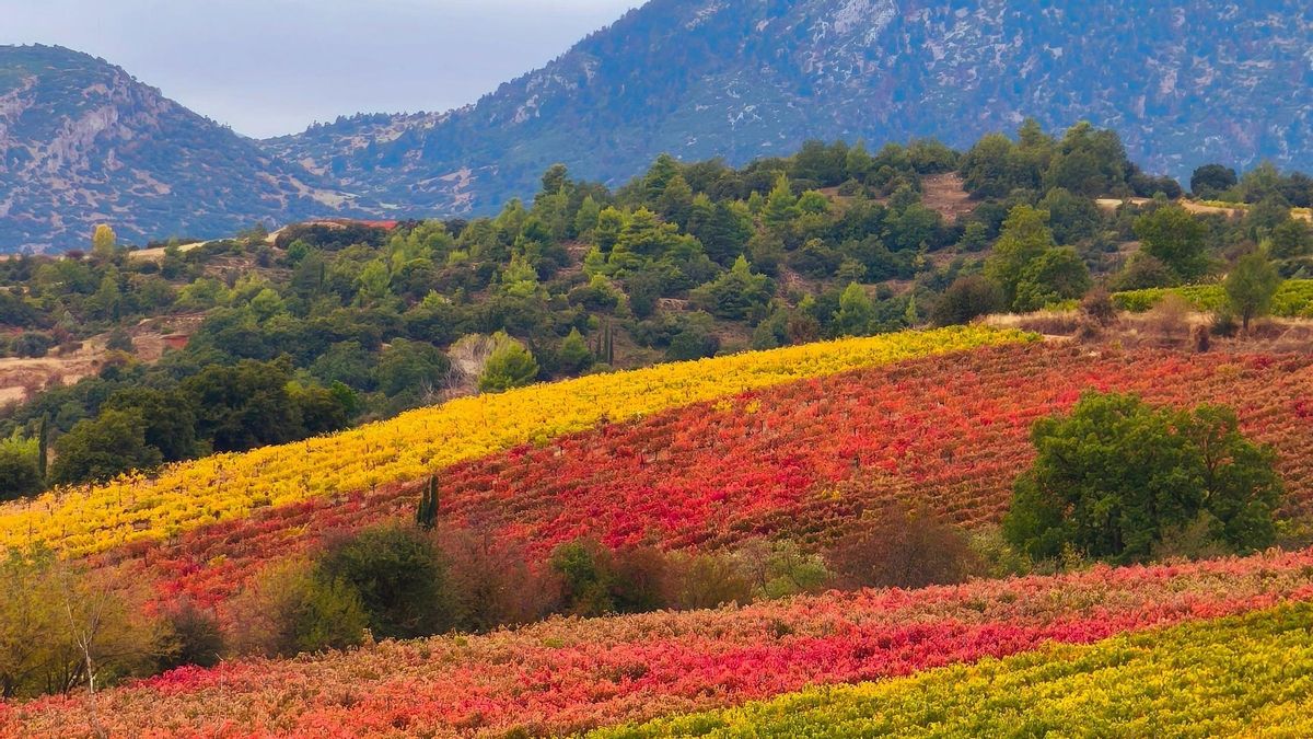 Los colores de los viñedos en otoño.