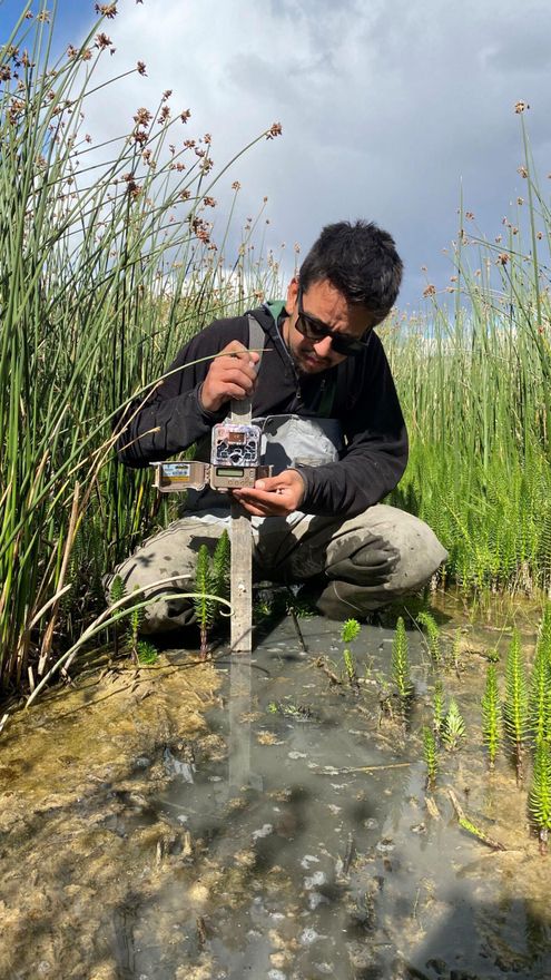 El equipo de la Fundación Macá Tobiano instaló durante 2025 micrófonos y cámaras trampa para tener registros sonoros y visuales de los individuos asentados en la estancia La Angostura. Foto: cortesía Juan Krapovickas