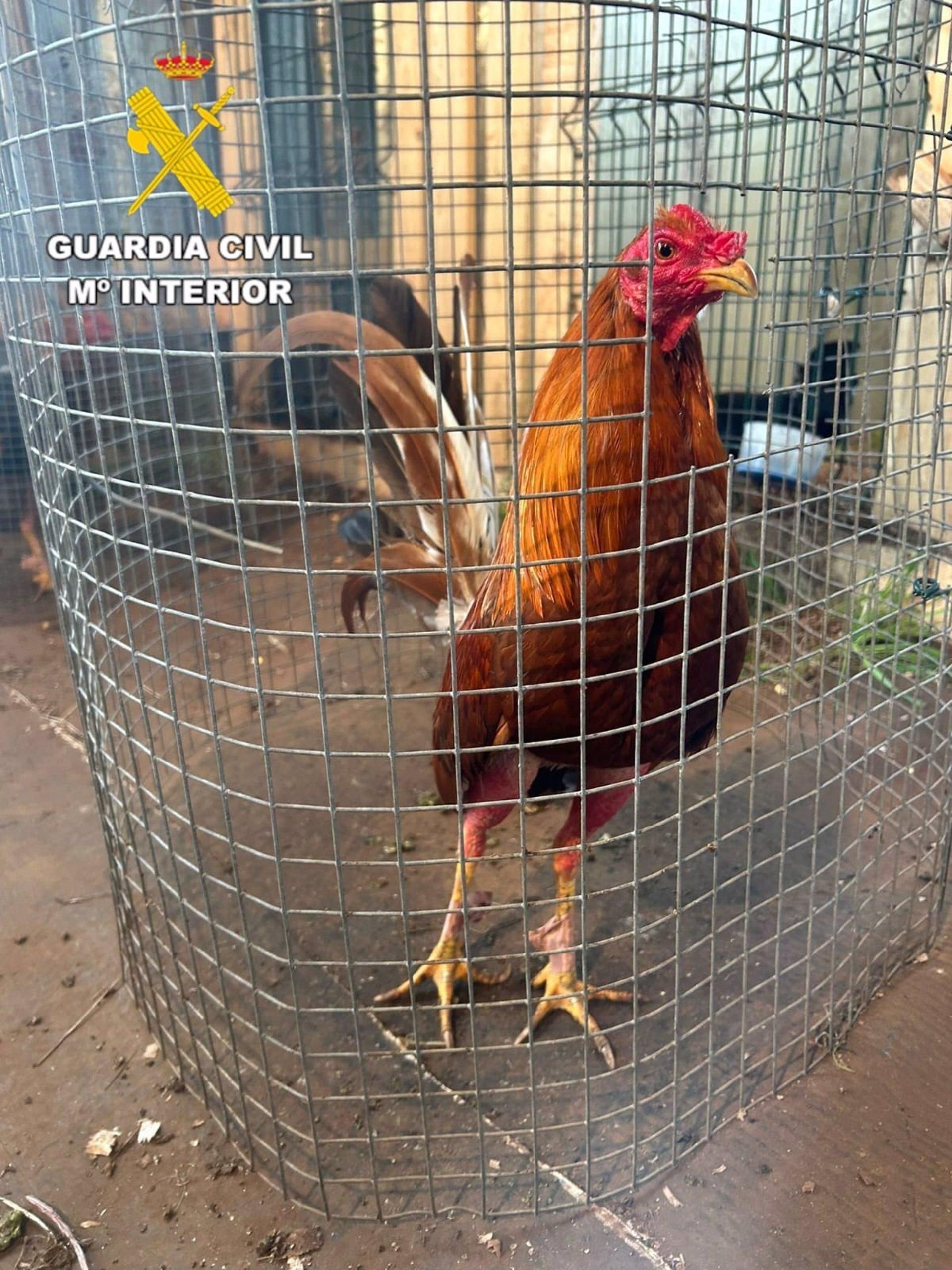 Uno de los gallos utilizados para peleas en Coristanco.