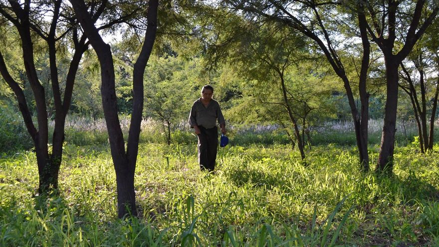 La historia del hombre que sembró ceibos para que sus hijos y el mundo tengan bombos