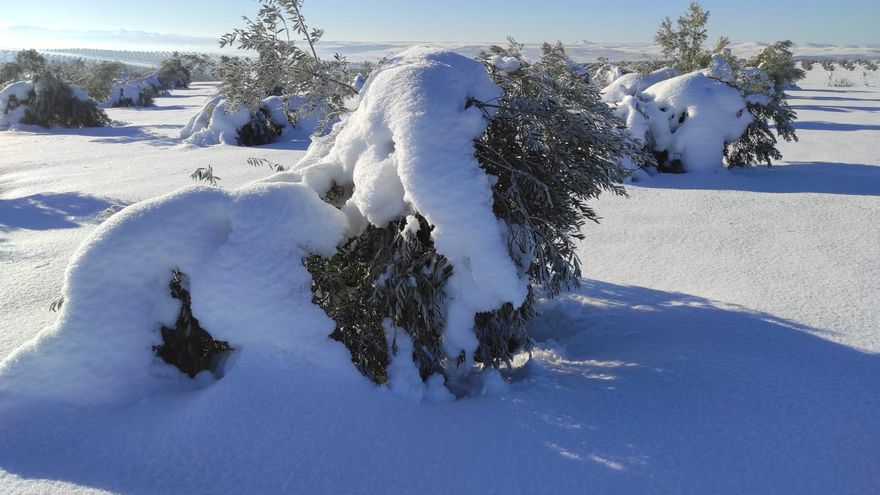Castilla-La Mancha saca una convocatoria específica de 18 millones de euros para paliar los daños de 'Filomena' en el olivar