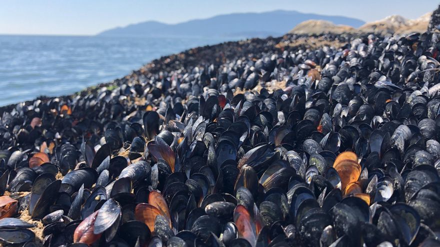 Mejillones cocidos por el calor y estrellas de mar muertas por las temperaturas récord en Canadá