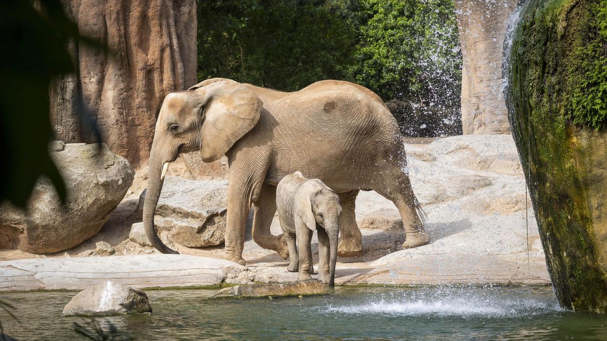 Madre y cría de elefantes en la sabana africana de BIOPARC Valencia.