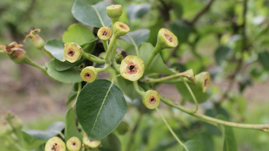 Peral necrosado por la helada de abril de 2022